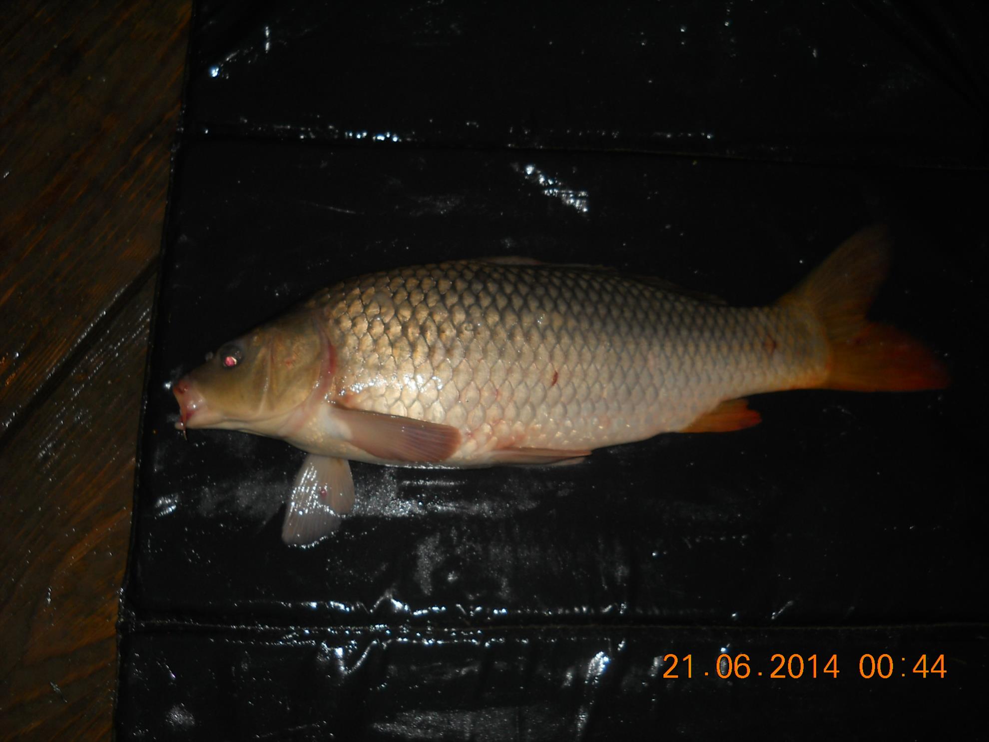 pescuit Magura 9 - dscn9516.jpg